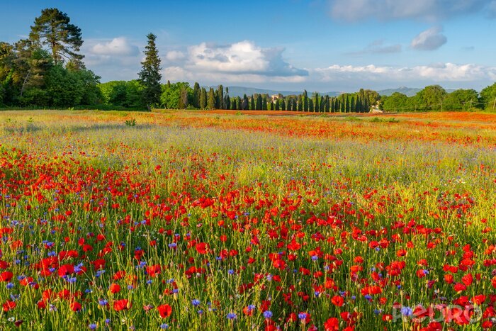 Fotobehang Veld met wilde bloemen in Toscane