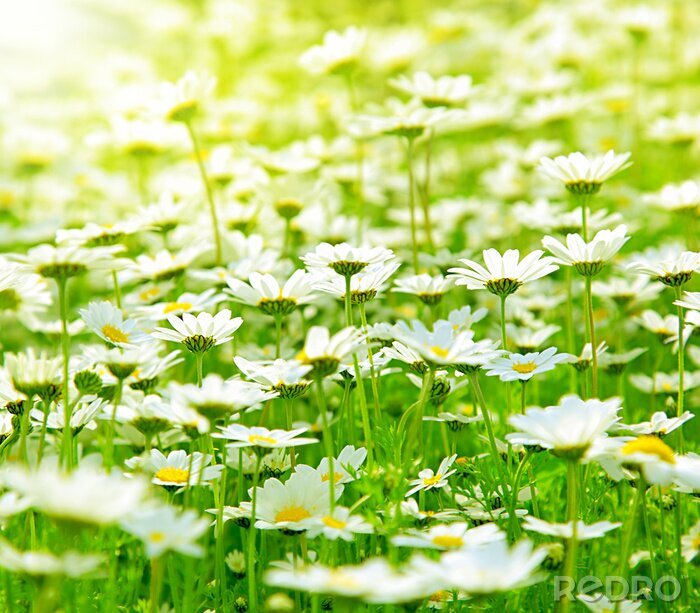 Fotobehang Veld met witte bloemen