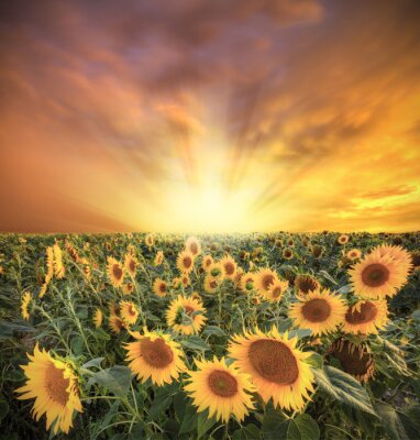 Fotobehang Veld met zonnebloemen en kleurrijke lucht