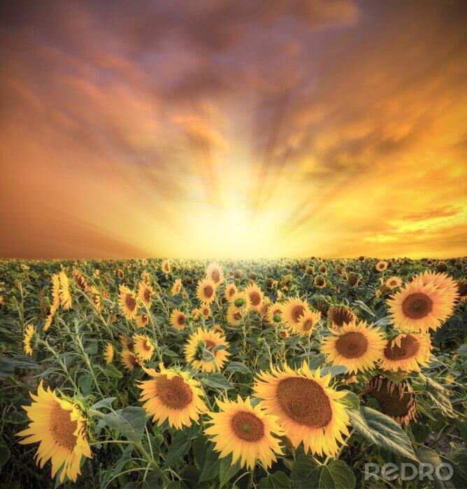 Fotobehang Veld met zonnebloemen en kleurrijke lucht