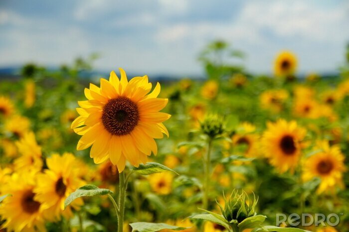 Fotobehang Veld met zonnebloemen in de zomer