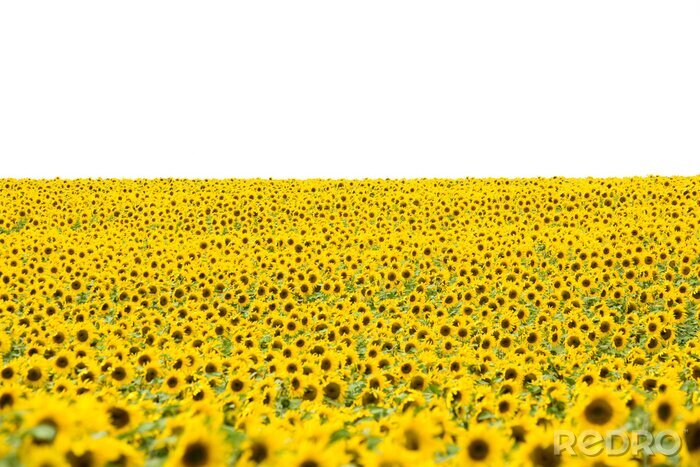 Fotobehang Veld met zonnebloemen op een lichte achtergrond