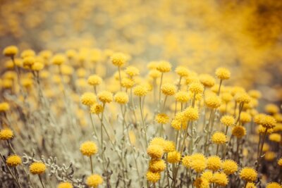 Fotobehang Veld van gele bloemen en natuur