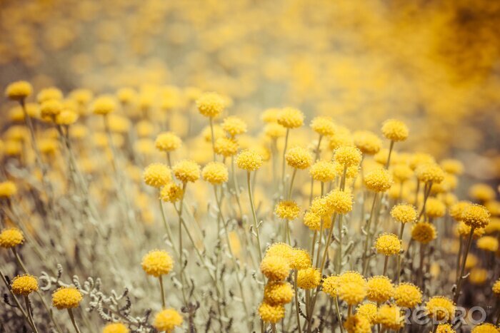 Fotobehang Veld van gele bloemen en natuur