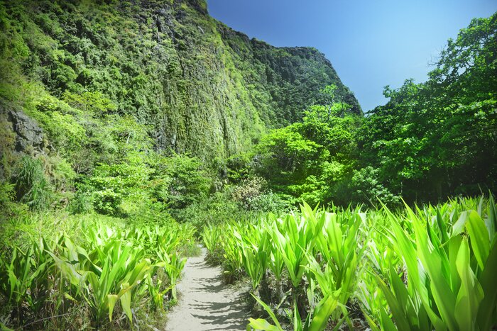 Fotobehang Veld van groene planten
