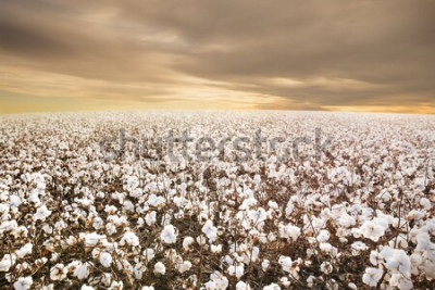 Fotobehang Veld van witte bloemen