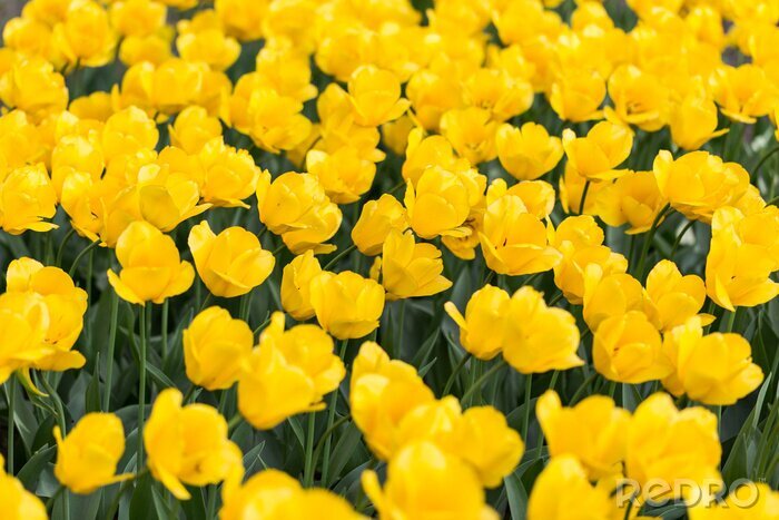Fotobehang Veld vol gele tulpen