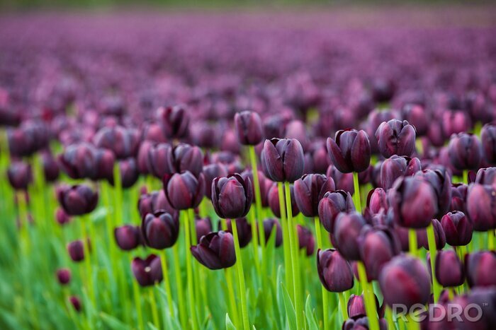 Fotobehang Veld vol paarse tulpen