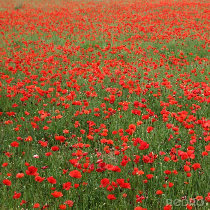 Fotobehang Veld vol rode bloemen