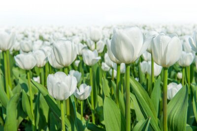 Fotobehang Veld vol witte tulpen