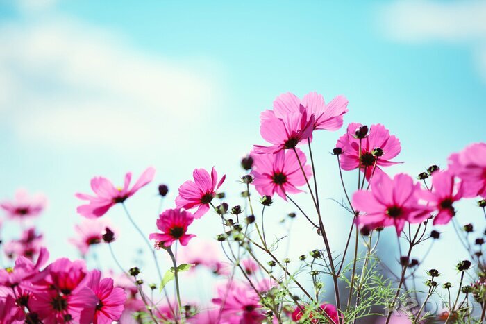 Fotobehang Veldbloemen op een blauwe lucht