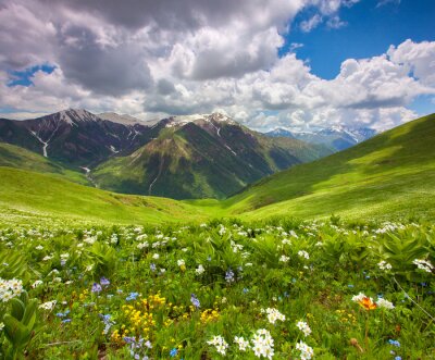 Velden van bloemen in de bergen. Georgië, Svaneti.