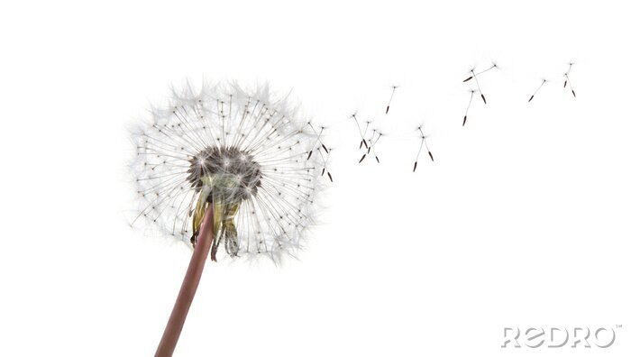 Fotobehang Veldpaardenbloem