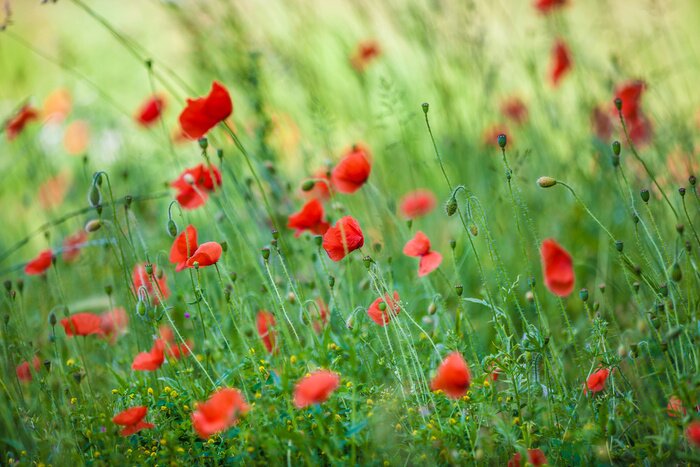 Fotobehang Veldpapavers in de zomer