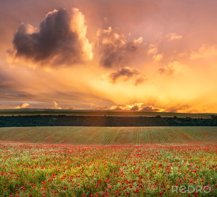 Fotobehang Veldpapavers op een zomerse dag