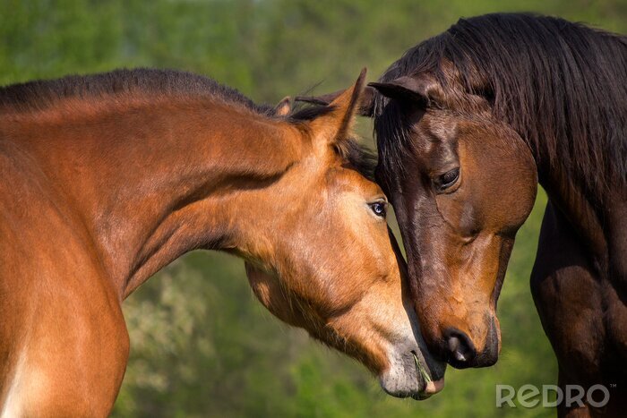 Fotobehang Verkering van het paard
