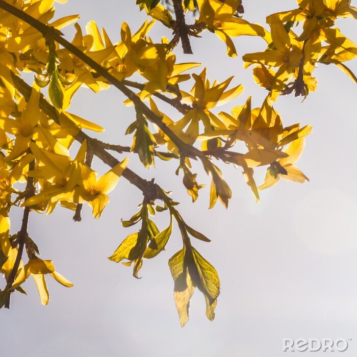 Fotobehang Verlichte forsythia en natuur