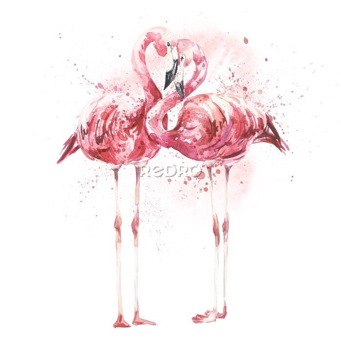 Fotobehang Verliefd flamingopaar geschilderd in aquarel op witte achtergrond