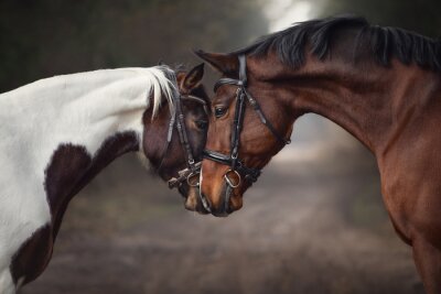 Fotobehang Verliefde paarden tegen de achtergrond van het bos