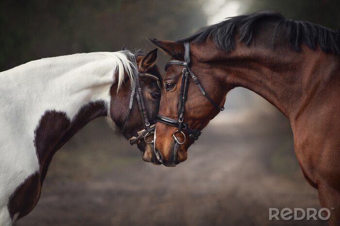 Fotobehang Verliefde paarden tegen de achtergrond van het bos