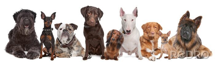 Fotobehang Verschillende gekleurde honden op witte achtergrond