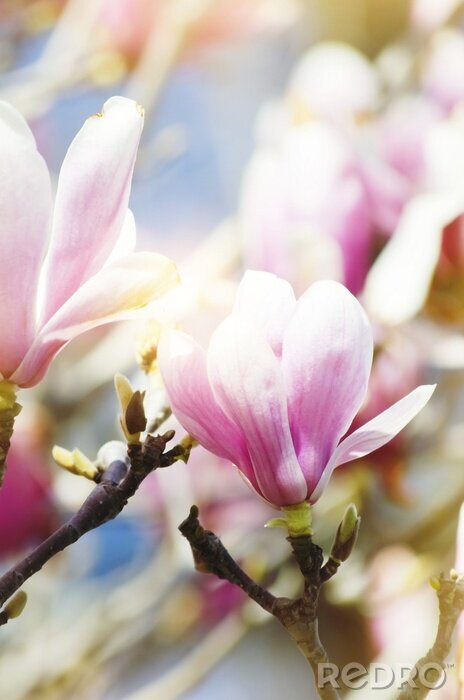 Fotobehang Verschillende knoppen van roze magnolia