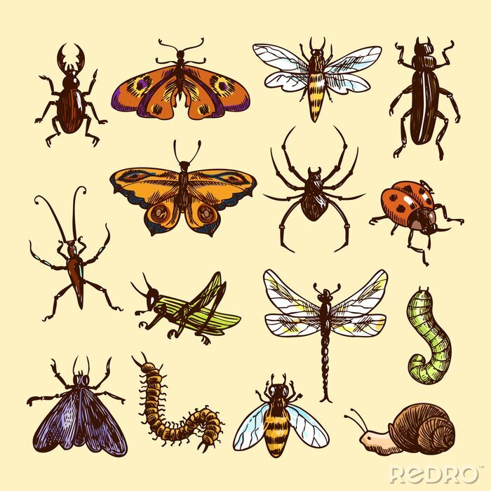 Fotobehang Verschillende soorten insecten