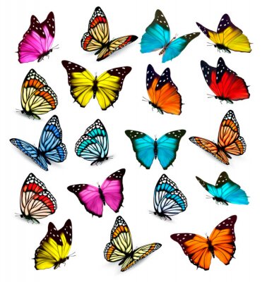 Fotobehang Verschillende soorten kleurrijke vlinders