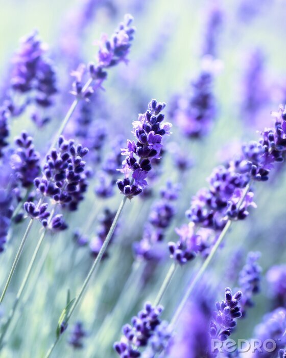 Fotobehang Verse lavendel uit de tuin