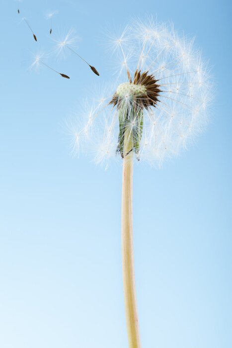 Fotobehang Verse paardenbloem op een achtergrond van lucht