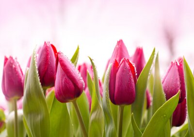 Fotobehang Verse tulpen met dauwdruppels