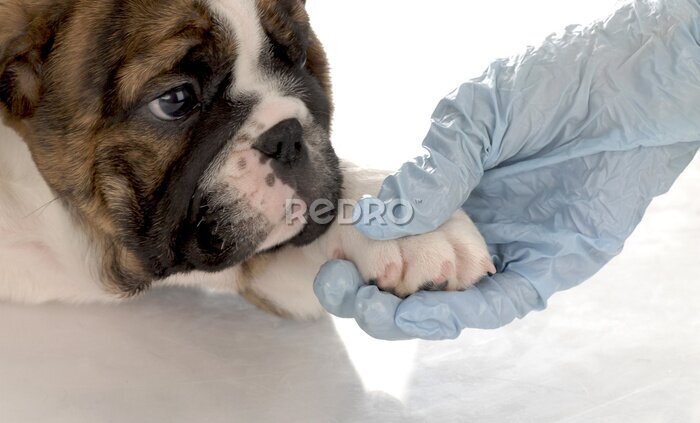 Fotobehang veterinaire zorg - bulldog puppy met paw vastgehouden