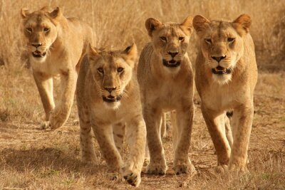 Fotobehang Vier leeuwinnen op een savanne achtergrond