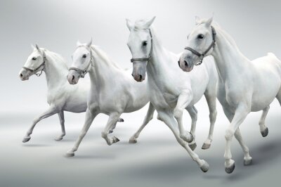 Vier paarden in beweging
