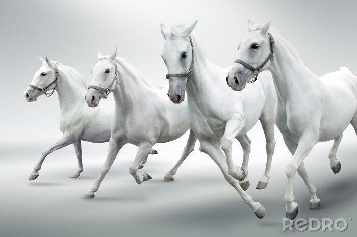 Fotobehang Vier paarden in beweging