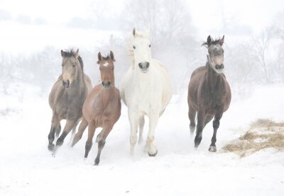 Vier paarden lopen in de sneeuw
