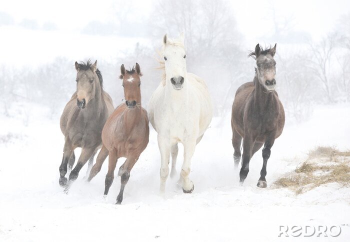 Fotobehang Vier paarden lopen in de sneeuw
