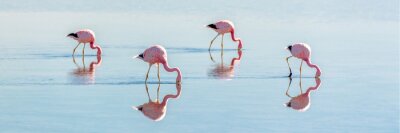 Fotobehang Vier sierlijke flamingo's