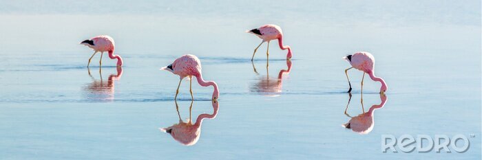 Fotobehang Vier sierlijke flamingo's
