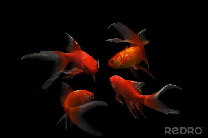 Fotobehang Vier vissen op donkere achtergrond