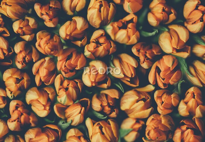 Fotobehang Vintage bouquet of beautiful peonies on black. Floral background. Baroque old fashiones style. Natural flowers pattern wallpaper or greeting card