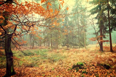 Fotobehang Vintage foto van de herfst bos