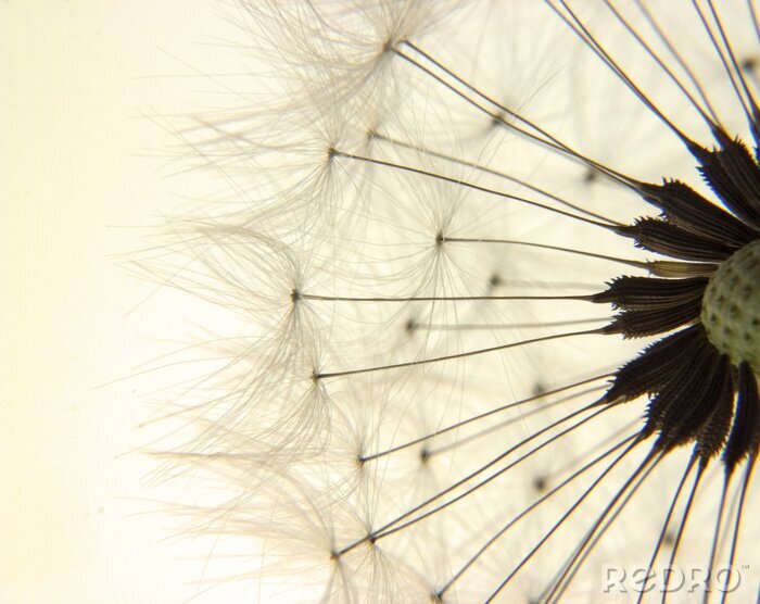 Fotobehang Vintage paardenbloem zaadjes