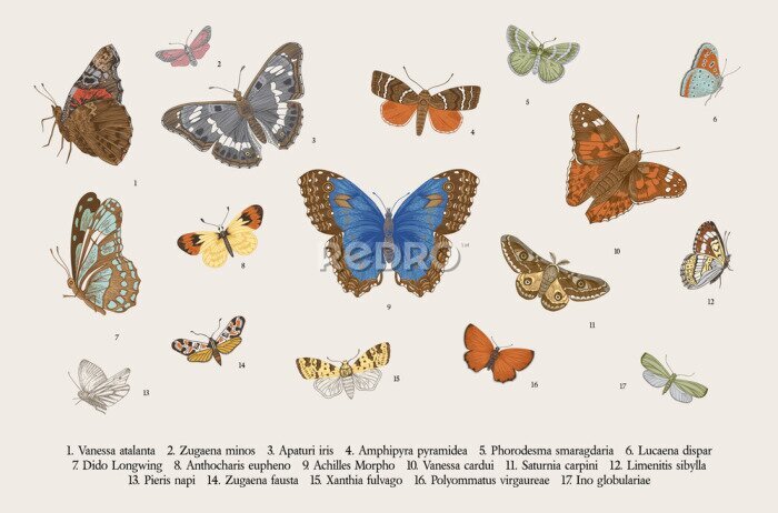 Fotobehang Vintage vlinders