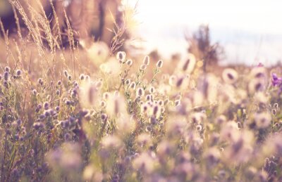 Fotobehang Vintage weide