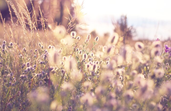 Fotobehang Vintage weide