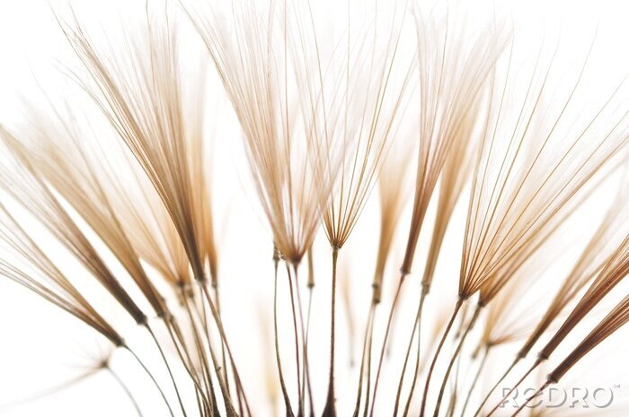 Fotobehang Vintage zaden