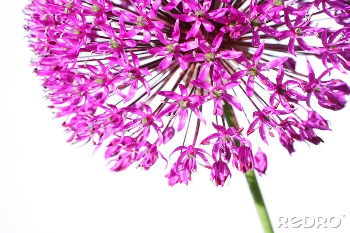 Fotobehang Violette bloem in een zoomlens