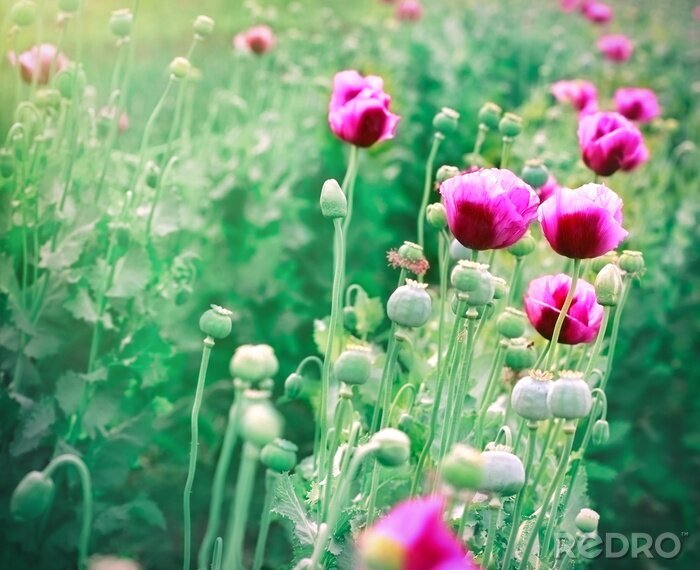 Fotobehang Violette klaprozen op een veld