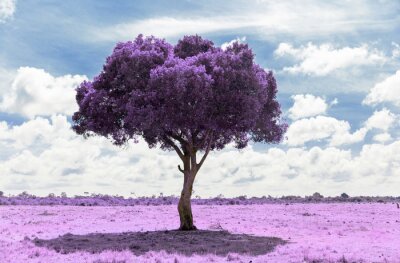 Fotobehang Violette magische boom